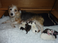 squibby-puppies