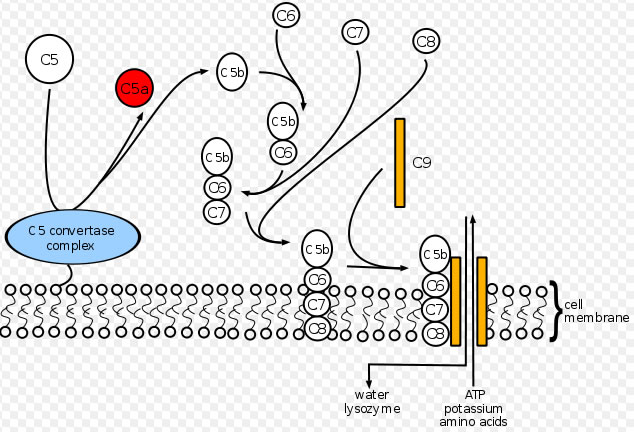 Eculizumab inhibits C5 convertase enzyme