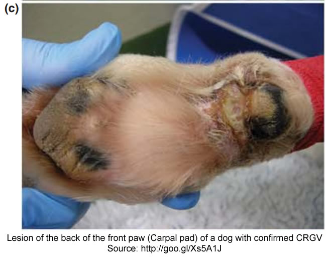 carpal-pad