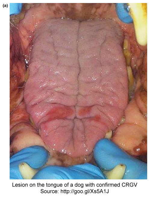 tongue-lesion