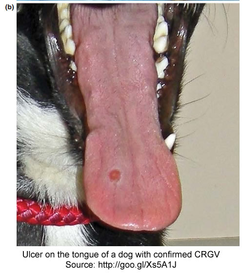 tongue-ulcer