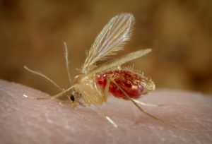 2006 Frank Collins Leishmaniasis is transmitted by the bite of infected female phlebotomine sandflies, injecting the infective stage (i.e., promastigotes) from their proboscis during blood meals. Promastigotes that reach the puncture wound are phagocytized by macrophages ,and other types of mononuclear phagocytic cells, and inside these cells, transform into the tissue stage of the parasite (i.e., amastigotes), which multiply by simple division and proceed to infect other mononuclear phagocytic cells. Parasite, host, and other factors affect whether the infection becomes symptomatic and whether cutaneous or visceral leishmaniasis results. Sandflies become infected by ingesting infected cells during blood meals. In sandflies, amastigotes transform into promastigotes, develop in the gut, (in the hindgut for leishmanial organisms in the Viannia subgenus; in the midgut for organisms in the Leishmania subgenus), and migrate to the proboscis. See PHIL 3400 for a diagram of this cycle.