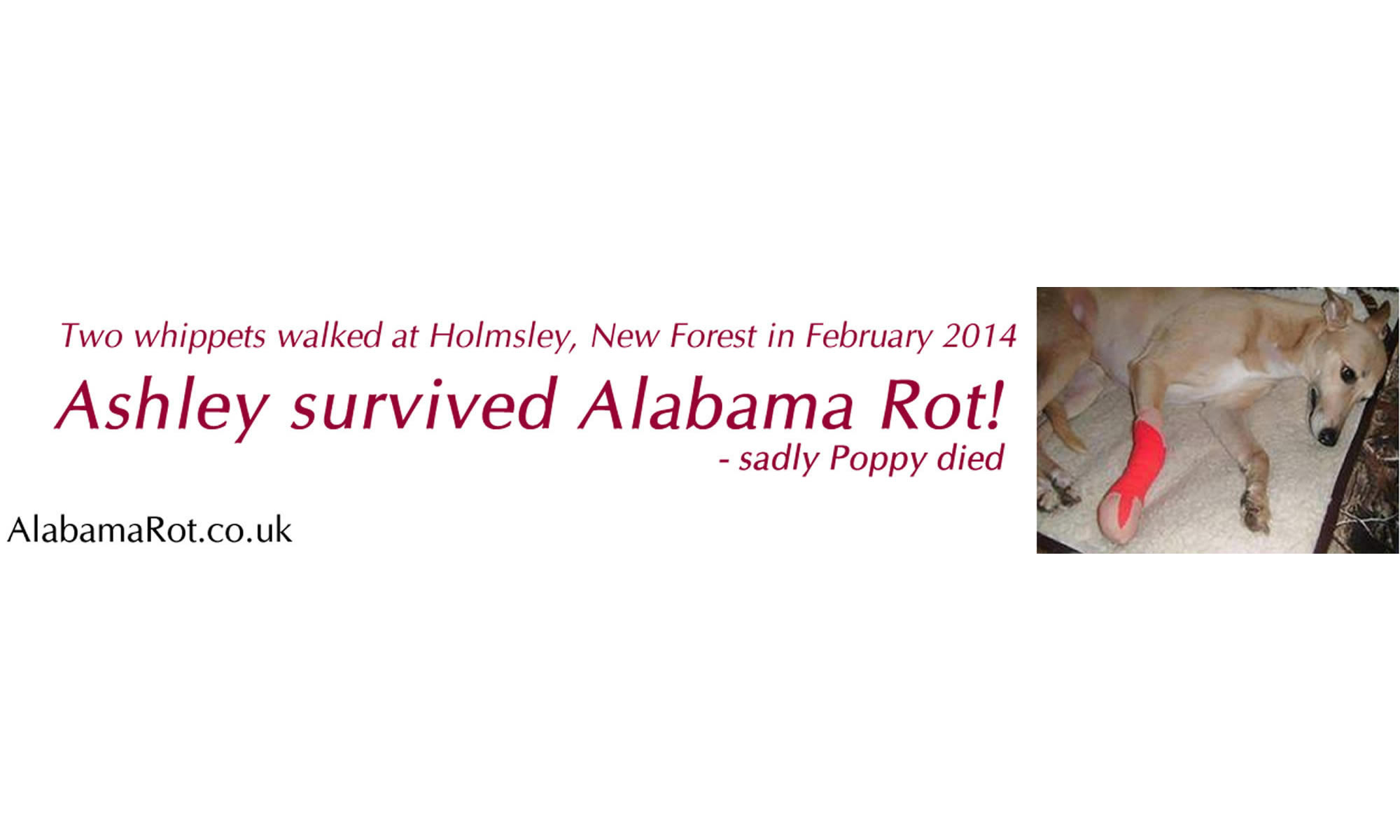AlabamaRot.co.uk