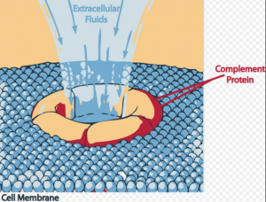 Membrane Attack Complex formation is prevented by Eculizumab by inhibition of Complement C5 cleavage.